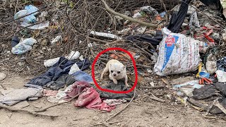 We found a homeless puppy picking up food in a dump, he is very hungry, I adopted him