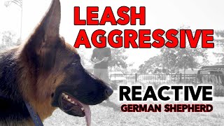 German Shepherd Acting Aggressive on Leash