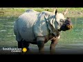 Greater One-Horned Rhino Facts