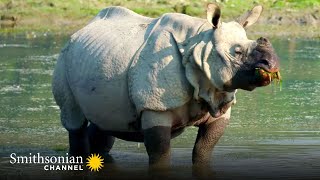 This Endangered Rhino is Bigger Than Most Cars  Into the Wild India | Smithsonian Channel