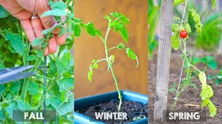 Overwinter Tomato Plants and Grow Tomatoes Year After Year without Seed