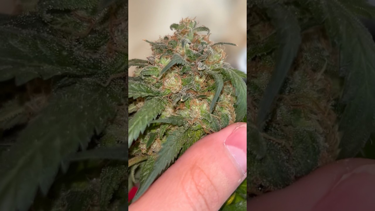 Forbidden Zkittlez from ETHOS genetics! Day 72 