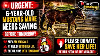 🚨 URGENTE: YEGUA MUSTANG DE 6 AÑOS NECESITA SER RESCATADA ANTES DE MAÑANA #caballo #rescate #caba...