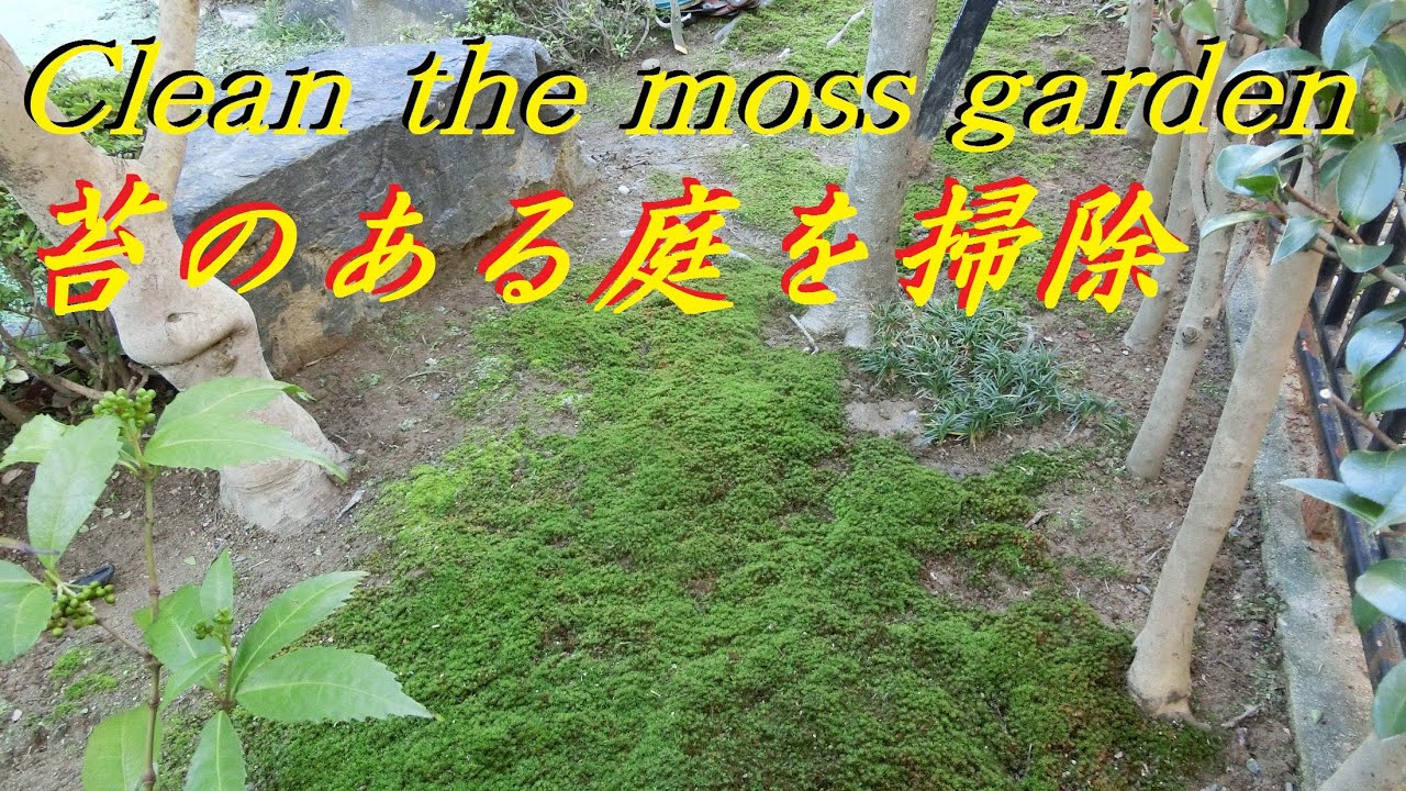 37 苔のある庭を小箒で掃除 Clean The Moss Garden With A Small Broom Kobouki Youtube