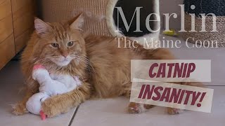 CATNIP INSANITY! by Merlin the Maine Coon 946 views 2 years ago 2 minutes, 38 seconds