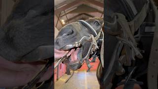 Horse Dentist 🐴 Toppi gets her teeth checked❤️ #shorts #horse