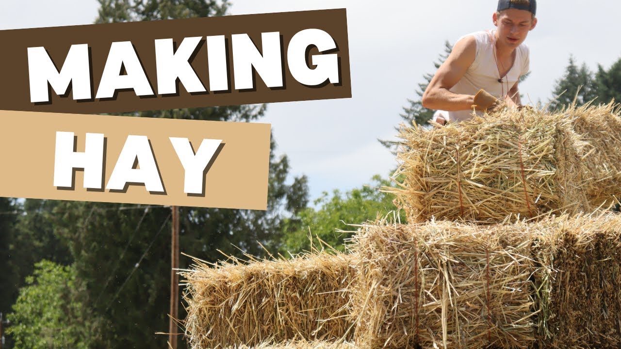 Making HayFrom Field to Bale: The Haymaking Process at Marion Acres ...