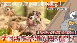相親時間想幫鳥寶找伴嗎繁殖成功的7個關鍵階段Seven steps for parrot breeding【鸚鵡小木屋】【小木屋讀書會EP2】