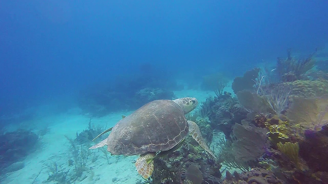 Sea Turtle Scuba Diving Exumas, Bahamas YouTube