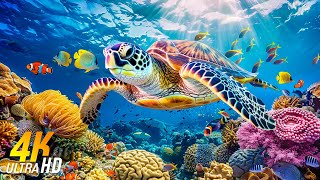 [NEW] 11HR Stunning 4K Underwater Footage  Rare & Colorful Sea Life Video  Relaxing Sleep Music #4