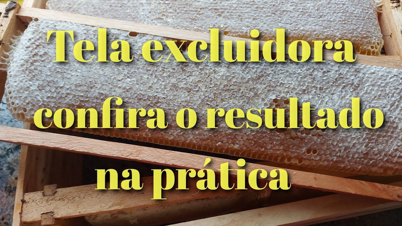 Dica importante: tela excluidora de rainha, usar ou não usar?