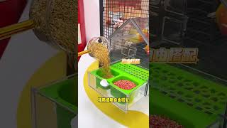 External bird feeder, spill-proof and splash-proof feeder #feeder #parrotfeeder