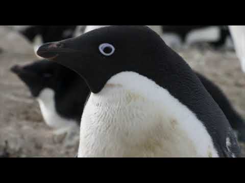 Disneynature Penguins Trailer