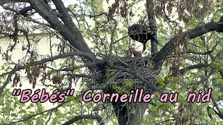 Corneille Noire Poussins Nourris Au Nid Youtube
