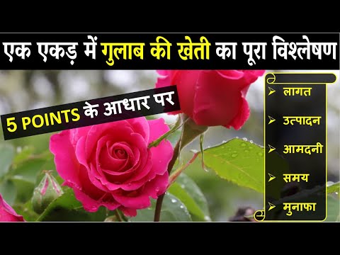 वीडियो: गुलाब की दूरी - गुलाब की झाड़ियों को लगाने के लिए कितना दूर है