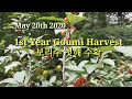1st Year Goumi Harvest / 보리수 첫해 수확 #8
