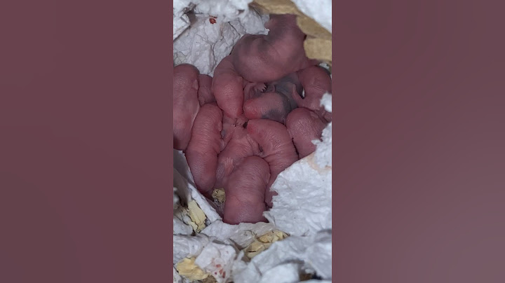Camada de ratones 🥹 #shorts #viral #mice
