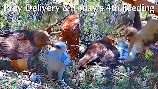 #163🐥23day-old／PN Alto Tajo🇪🇸Booted Eagle Nest 2026／by DIRECTO NATURA