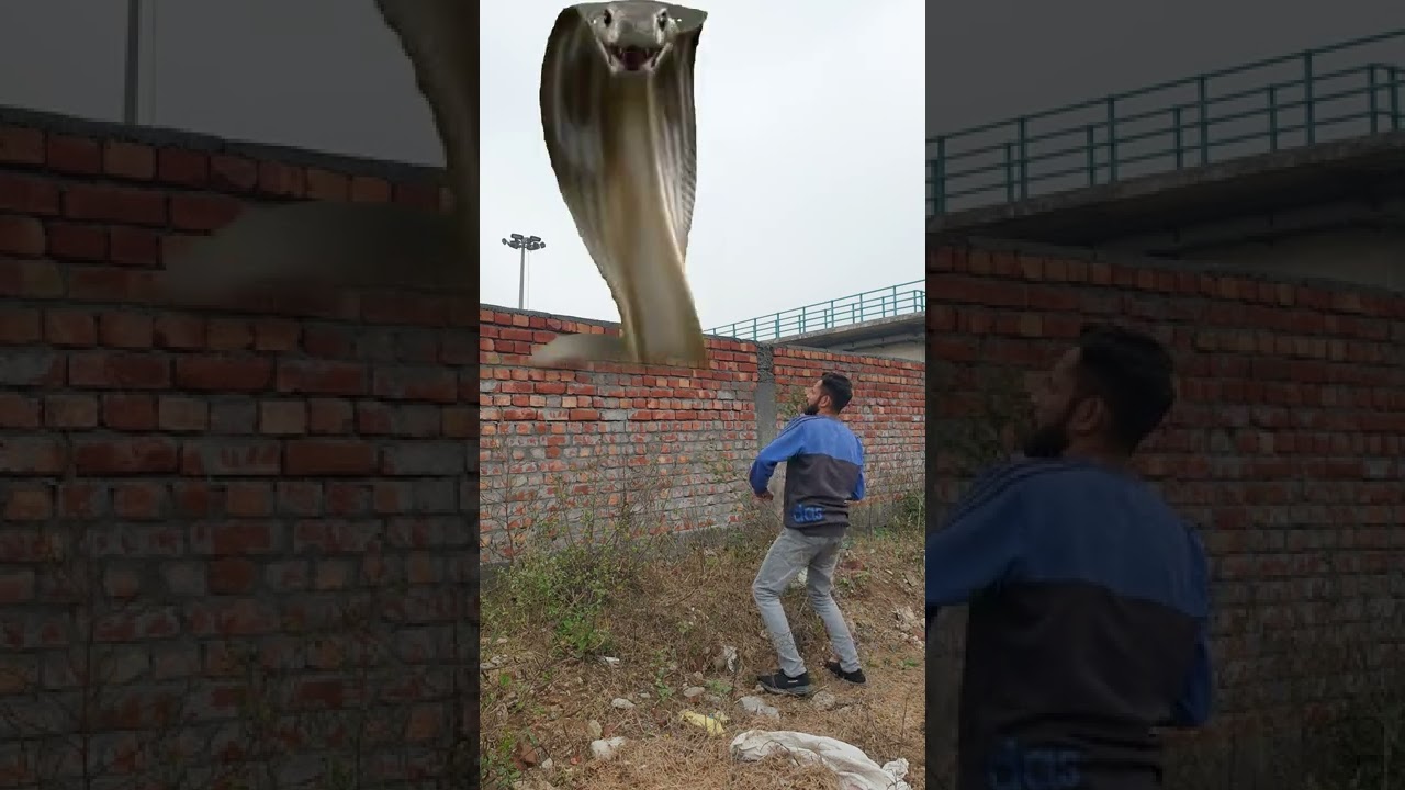 funny snake vfx video 