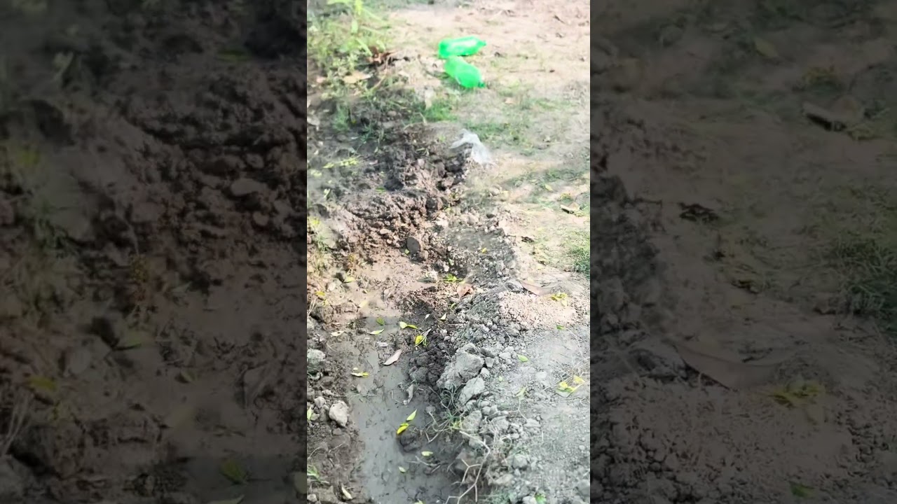 How to grow organic vegetables