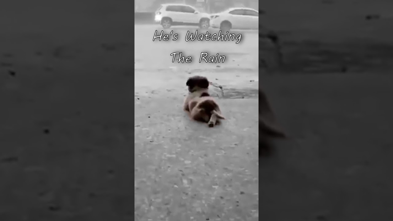Sweet thing watching the rain fall