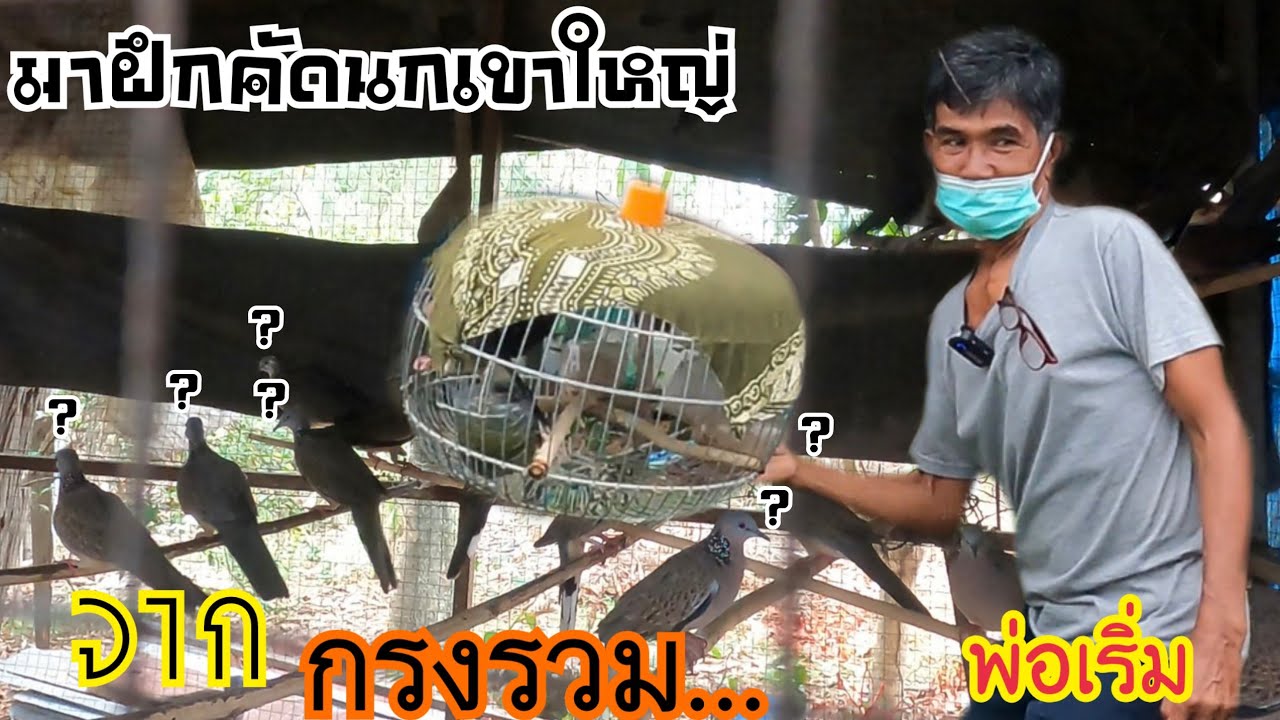 มาฝึกคัดนกเขาใหญ่ จากกรงรวม