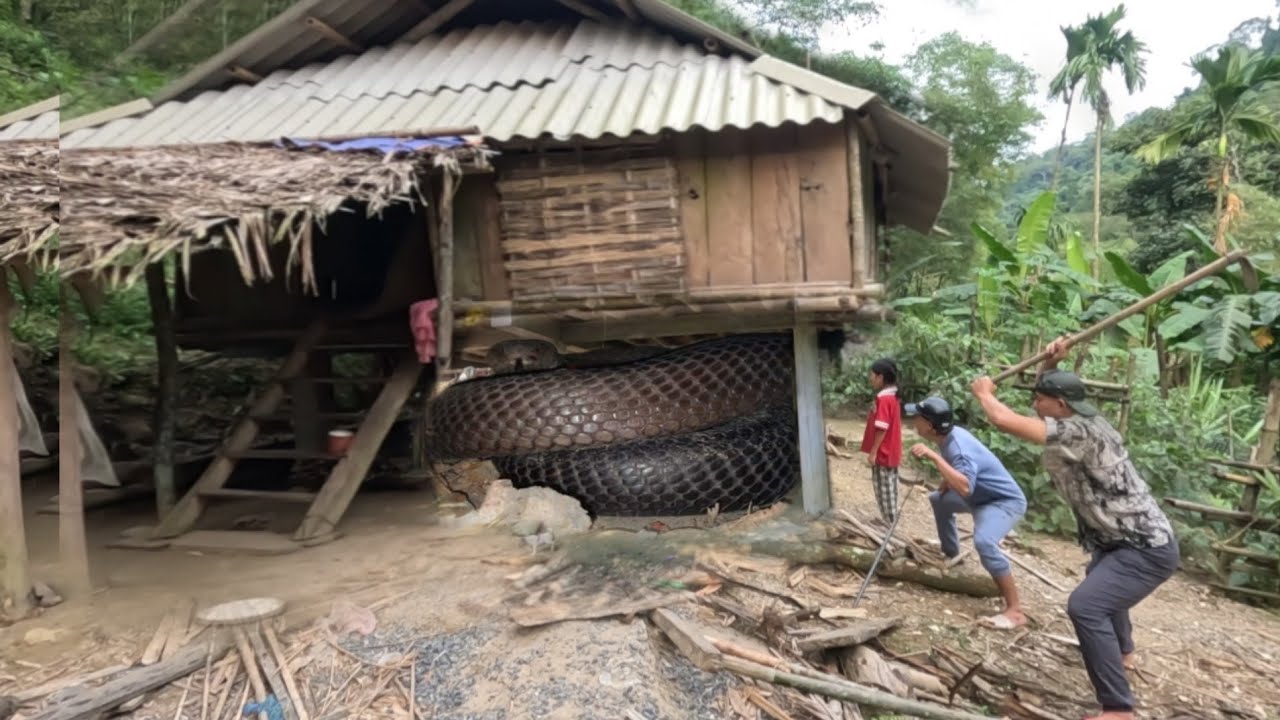 3 brave hunters rescue sister from ferocious snake in abandoned house