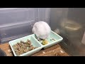 この子はこの後この下で…【ハムスター】