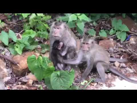 Happy monkeys in Con Dao island, Vietnam