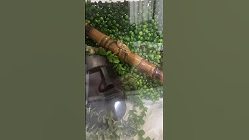 مار های زیبای من #مار #ballpython #پایتون #reptiles #python #animals #snake #pets