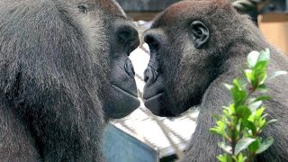 Mother and son gorillas Genki and Kintaro. Overflowing affection. Date taken: 2024.4.26