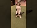 深夜におやつがもらえず怒る猫 #shorts