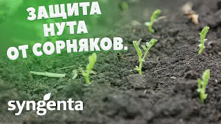 НУТ | Особенности защиты нута от сорной растительности | SYNGENTA | ЧАСТЬ 2 |