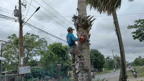 Cưa cây thốt nốt sát đường lộ gần dây điện .Cưa cây kỹ thuật cao