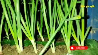 বোতলে পেয়াজ চাষের সহজ পদ্ধতি ।। Easy method of growing onions in bottles  ।।#bd_chad_krishi