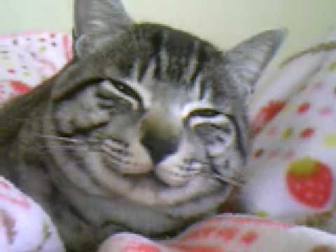 眠すぎて不細工な猫 Youtube