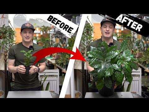 Video: Kafijas augu samazināšana - kafijas telpaugu apgriešana