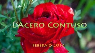 L'acero contuso: febbraio 2014