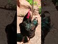 Alpha Worlds Best Meat animal DESTROYED Wagyu Beef this my Gen6  bird Fayo Giant, "Masterpiece."