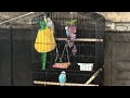 My cute 3 blueberries birds 