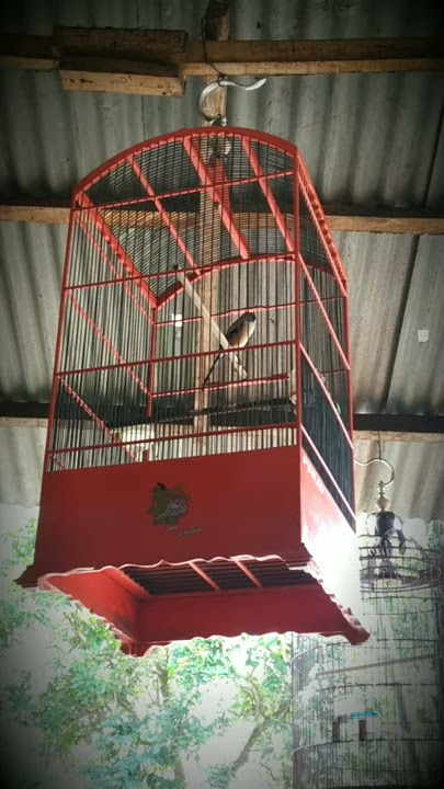 Cendet rasa kolibri ninja Speednya syahduuuuuuu