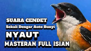 Masteran Suara Burung Cendet Gacor  Isian Pancingan Pikat Nyaut