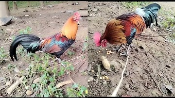 qaib​ dib​ qaib​ qus​ nawb​ 12/6/2025​