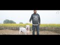 Dogo Argentino Information の動画、YouTube動画。