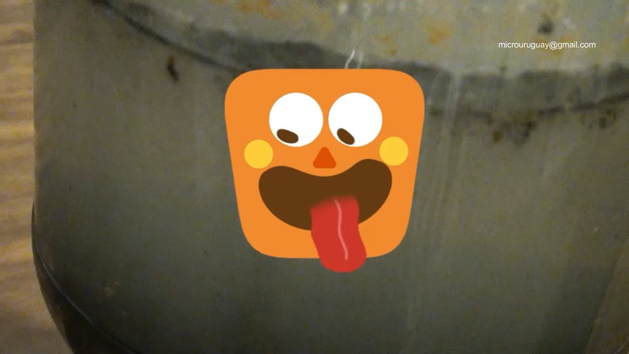 Protozoarios en Uruguay capitulo 3 agua podrida - Protozoa in Uruguay rotten water