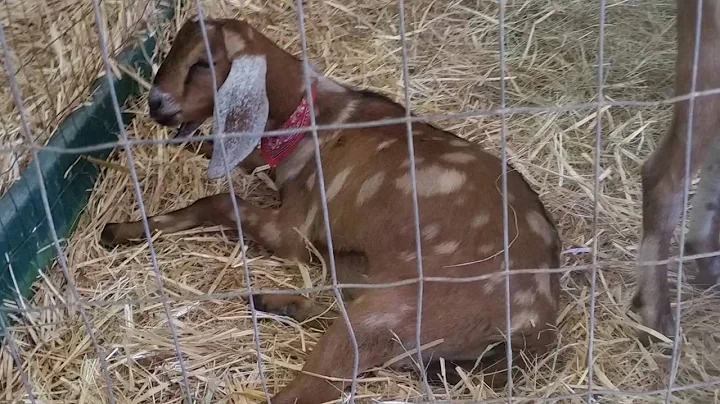 Jefferson County Fair 2016