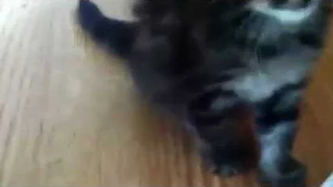 My kittens