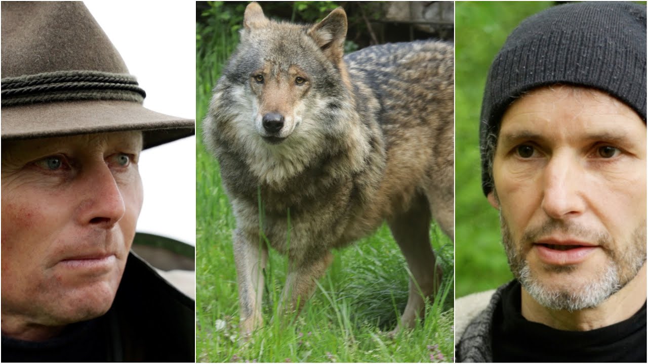 Schäfer vs. Naturschützer: Können wir mit dem Wolf leben?