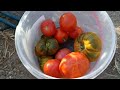 Ultimos tomates y pepinos tardíos