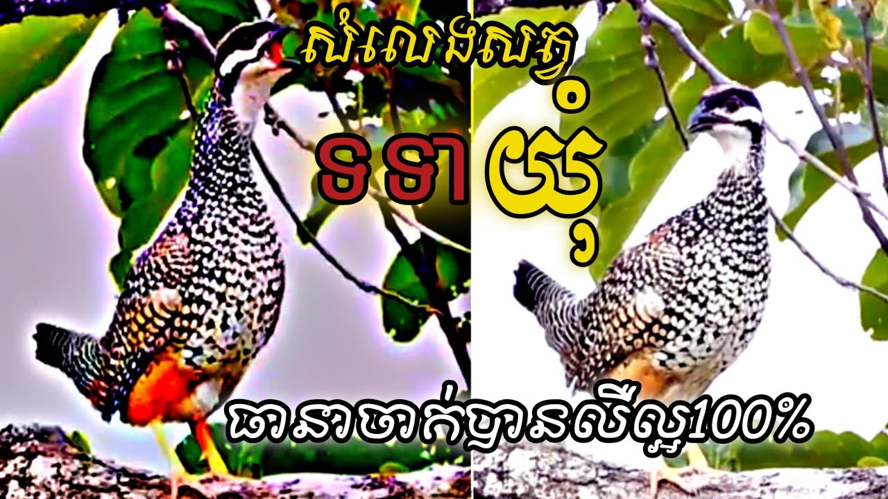 សំឡេងសត្វទទាAnimal voice of the mates